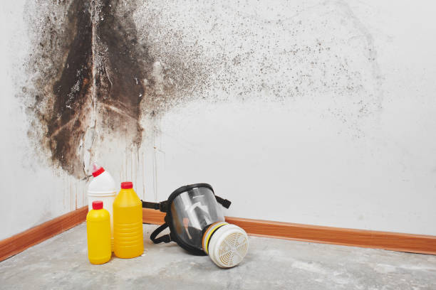 Trusted South Portland, ME Mold Removal Experts