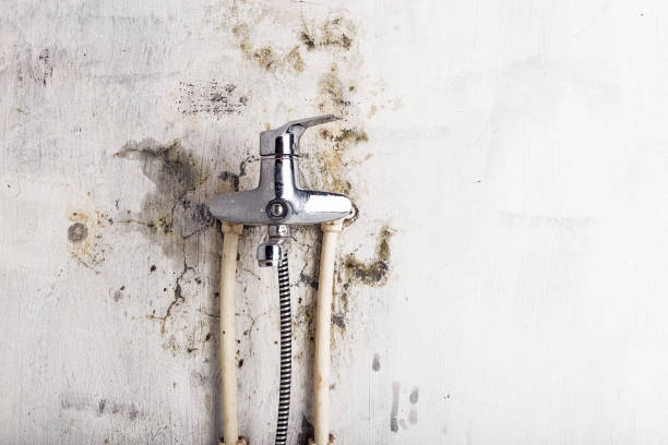 Best Best Mold Removal Companies  in South Portland, ME