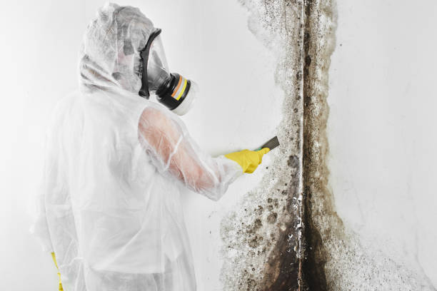 Best Home Mold Removal  in South Portland, ME