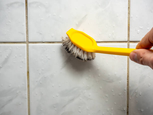 Best Black Mold Removal  in South Portland, ME