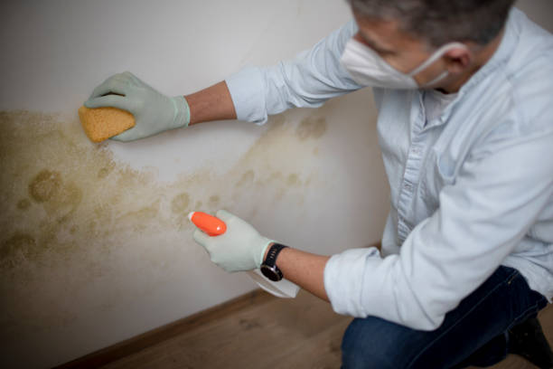 Best Mold Testing and Removal  in South Portland, ME