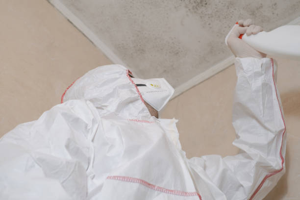 Best Certified Mold Removal  in South Portland, ME