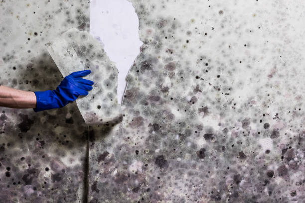 Trusted South Portland, ME Mold Removal Experts