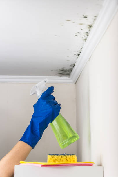 Best Attic Mold Removal  in South Portland, ME