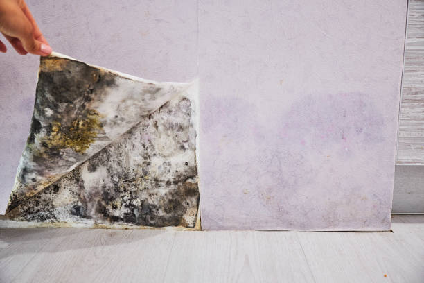 Best Affordable Mold Removal  in South Portland, ME
